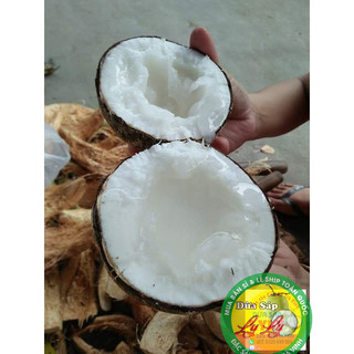 Dừa Sáp Loại đặc biệt nước sệt trái trên 1kg5