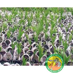 DỪA SÁP CÂY GIỐNG COMBO 2 CÂY