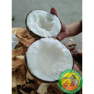 DỪA SÁP CÂY GIỐNG COMBO 2 CÂY