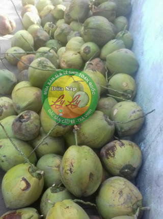 Cây giống Dừa Sáp combo 4 cây