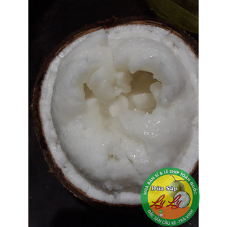 DỪA SÁP CÂY GIỐNG COMBO 2 CÂY