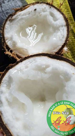 Cây giống Dừa Sáp combo 4 cây