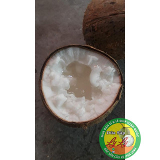 Combo 10 quả Dừa Bi nhất 700g đặc y ảnh