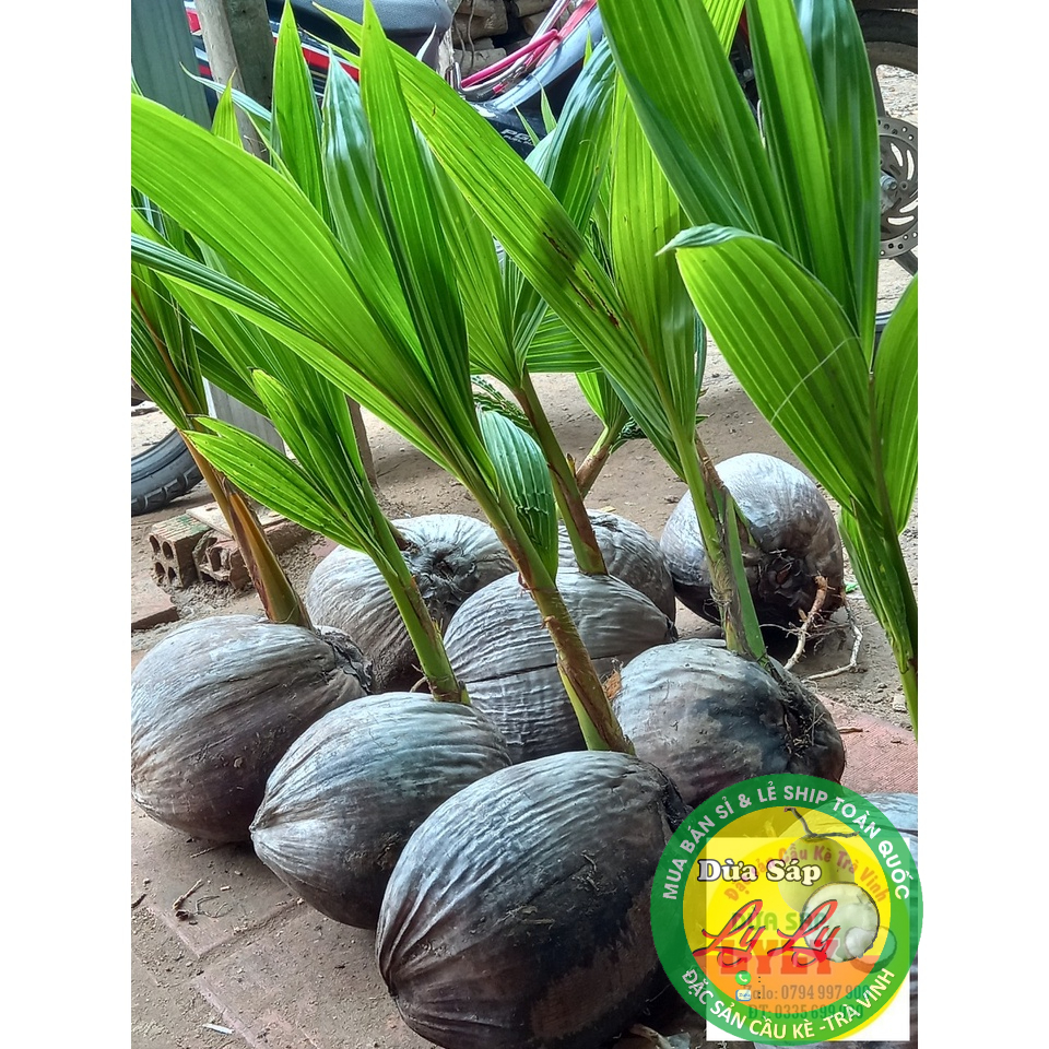 Cây giống Dừa Sáp combo 4 cây