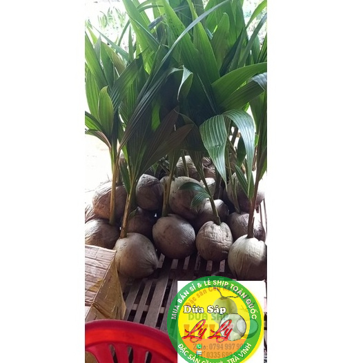 DỪA SÁP CÂY GIỐNG COMBO 2 CÂY