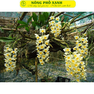 20  mét túi lưới đựng phân tan chậm