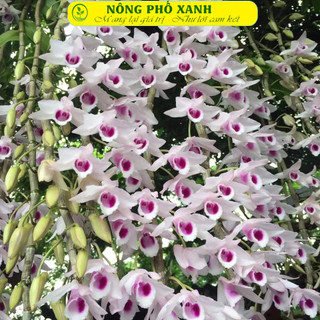 20  mét túi lưới đựng phân tan chậm