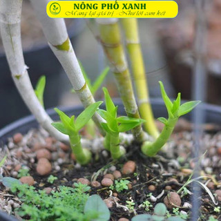 20  mét túi lưới đựng phân tan chậm