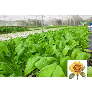 [ Sale] Hạt giống rau cải bẹ xanh mỡ