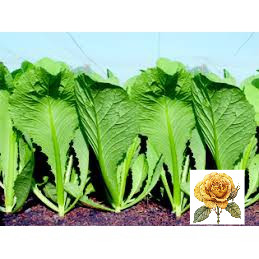 [ Sale] Hạt giống rau cải bẹ xanh mỡ