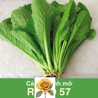 [ Sale] Hạt giống rau cải bẹ xanh mỡ