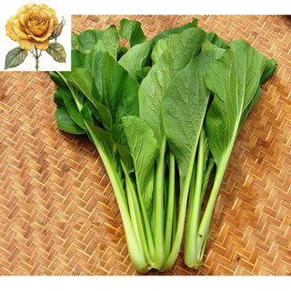 [ Sale] Hạt giống rau cải ngọt