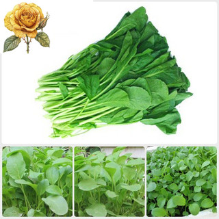 [ Sale] Hạt giống rau cải ngọt