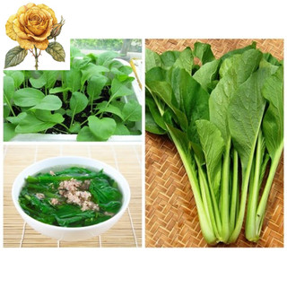 [ Sale] Hạt giống rau cải ngọt