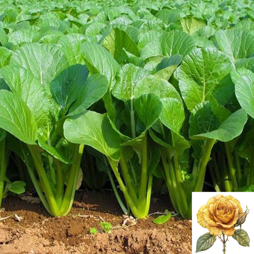 [ Sale] Hạt giống rau cải ngọt