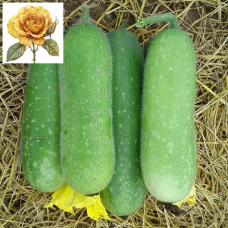 [ Sale] Hạt giống bí đao xanh