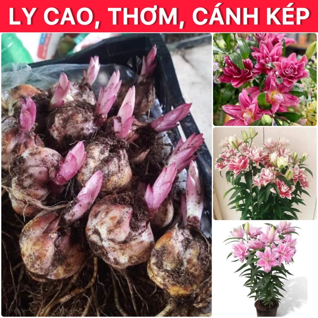 Củ Ly Kép, Bông Thơm, Size To Nở 8-10 Bông - Hàng F1 Nhập Khẩu Hà Lan, Nhiều Màu Sắc