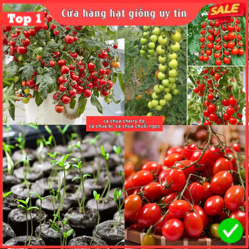 Hạt giống cà chua cherry đỏ, cà chua bi, cà chua chuỗi ngọc - Hạt giống F1siêu trái, kháng sâu bệnh