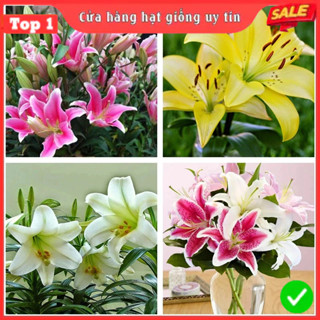 Củ Hoa Ly Cao, Thơm Size To Nở 8-10 Bông/ 1 Củ - Hàng F1 Nhập Khẩu Hà Lan, Nhiều Màu Sắc Lựa Chọn