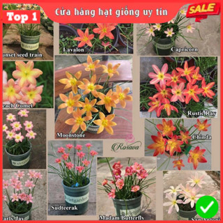 10 Củ Hoa Huệ Mưa Thái Cánh Kép (Hoa Tóc Tiên) Mix 7 màu cực đẹp, dễ trồng hoa nở từ 20-25 ngày