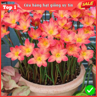 1Kg Củ Huệ Mưa Thái Cánh Kép (Tóc Tiên) Mix 7 màu cực đẹp dễ trồng hoa nở từ 20-25 ngày