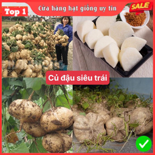 Hạt giống củ đậu siêu trái siêu dễ trồng kháng bệnh tốt năng suất cao
