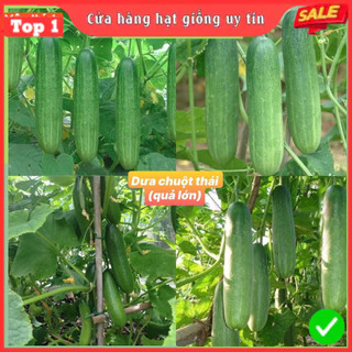  Hạt giống dưa chuột thái F1 Loại siêu trái quả giòn ngọt dễ trồng ít sâu bệnh thu hoạch sớm 