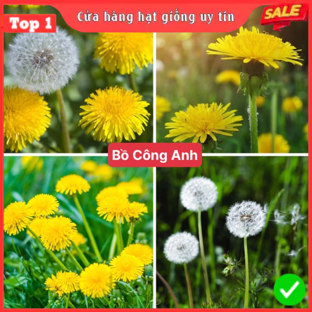 Hạt Giống Hoa Bồ Công Anh F1 Dễ Trồng Dễ Chăm Sóc