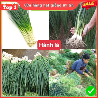  Hạt Giống Hành Lá F1 Loại Dễ Trồng Gieo Là Lên Thu Hoạch Sớm Bảo Hành Chuẩn Giống Chất Lượng 