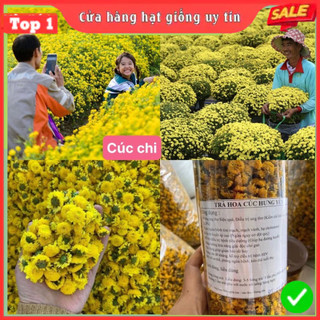  Hạt Giống Cúc Chi F1 Hoa Nở Siêu Đẹp & Dễ Trồng kháng sâu bệnh 