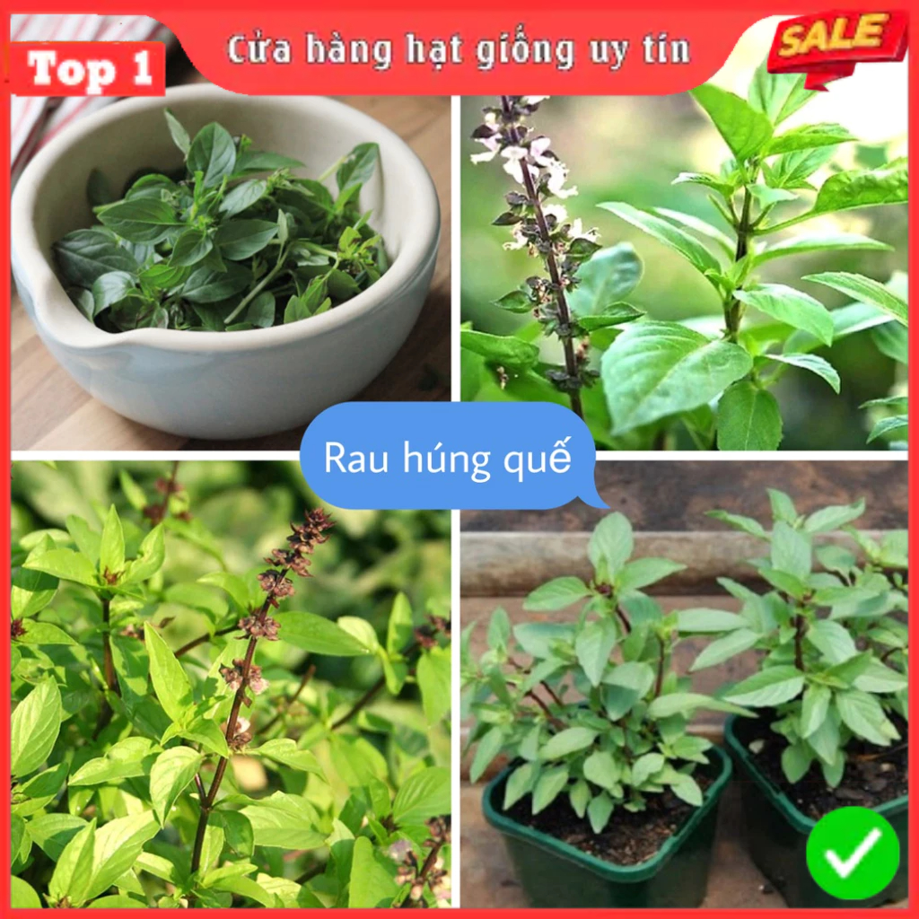 Hạt Giống Húng Quế chủng giống F1 Loại dễ trồng, dễ chăm sóc, kháng sâu bệnh, tỉ lệ nảy mầm cao