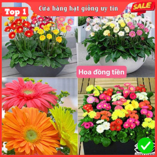  Hạt giống hoa đồng tiền kép dễ trồng nhiều màu tuổi thọ cao gói 150 hạt nhà cửa và đời sống 