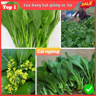  Hạt giống rau cải ngồng F1 tỷ lệ nảy mầm cao kháng bệnh tốt năng suất cao Gói 20gram 