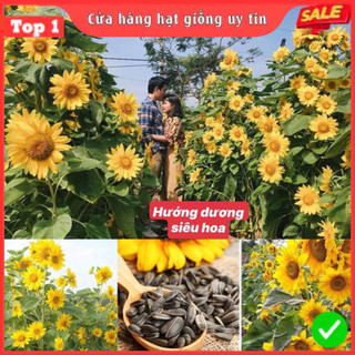  Hạt giống hướng dương tháp siêu nhiều hoa dễ trồng tỷ lệ nảy mầm cao nhà cửa và đời sống 