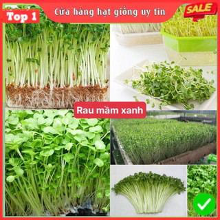  Hạt giống rau mầm xanh dễ trồng kháng bệnh tốt năng suất cao cửa hàng hạt giống uy tín 
