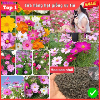  Hạt Giống Hoa Sao Nhái F1 Mix Nhiều Màu Loại Dễ Trồng Hoa Nở Đẹp Tặng kèm Hướng Dẫn Trồng 