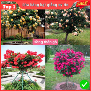  Hạt giống hoa hồng thân gỗ mix nhiều màu dễ trồng dễ chăm sóc gói 100 hạt  nhà cửa và đời sống 