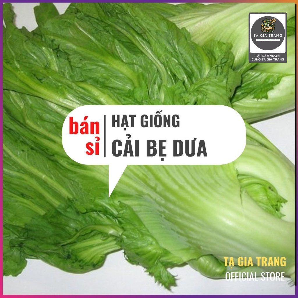 [Bán sỉ] - Hạt giống rau cải bẹ dưa (cải bẹ Đông Dư)