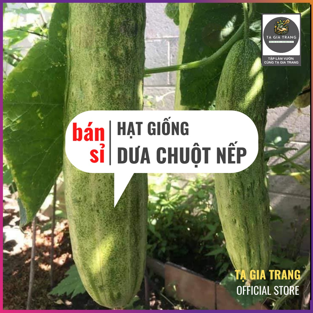 [Bán sỉ] - Hạt giống dưa chuột nếp thơm - Shop hạt giống Tạ Gia Trang