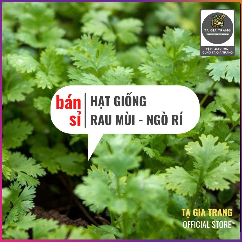 [Bán Sỉ] - Hạt Giống Rau Mùi (Rau Ngò Rí - Mùi Tía - Ngò Hạt Nhỏ)