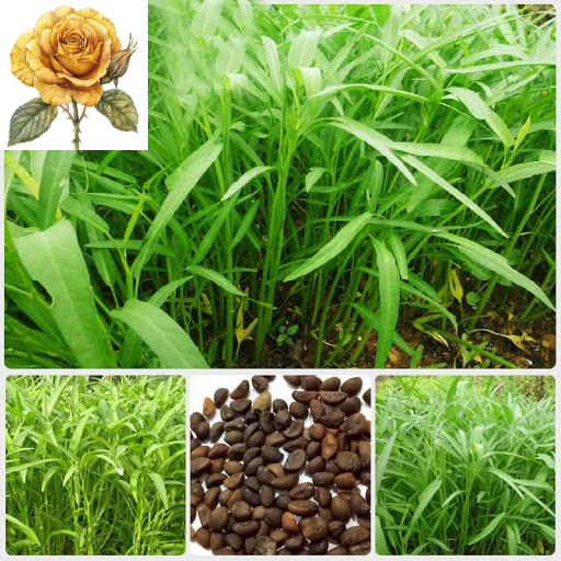 [ Sale] Hạt Giống Rau Muống Lá Tre