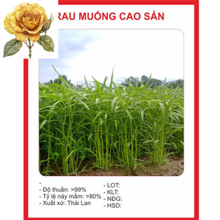 [ Sale] Hạt Giống Rau Muống Lá Tre