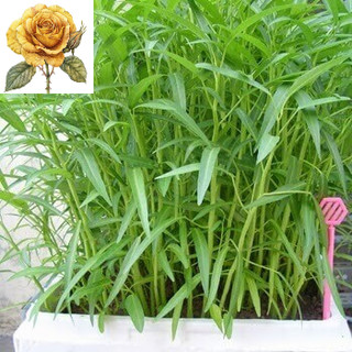 [ Sale] Hạt Giống Rau Muống Lá Tre