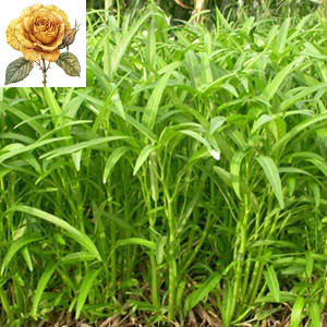 [ Sale] Hạt Giống Rau Muống Lá Tre