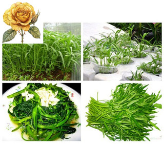[ Sale] Hạt Giống Rau Muống Lá Tre