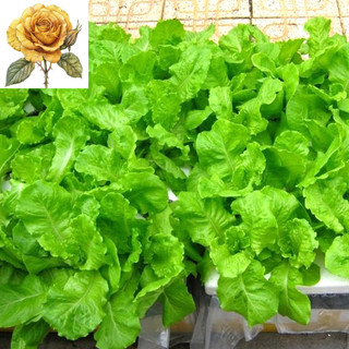 [ Sale] Hạt giống rau xà lách