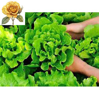 [ Sale] Hạt giống rau xà lách