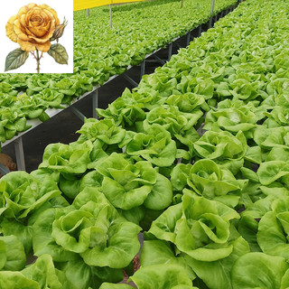 [ Sale] Hạt giống rau xà lách