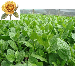 [ Sale] Hạt Giống Tốt Rau Mồng Tơi