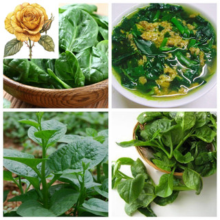 [ Sale] Hạt Giống Tốt Rau Mồng Tơi